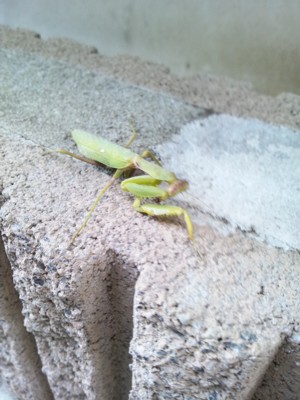 カマキリ永眠