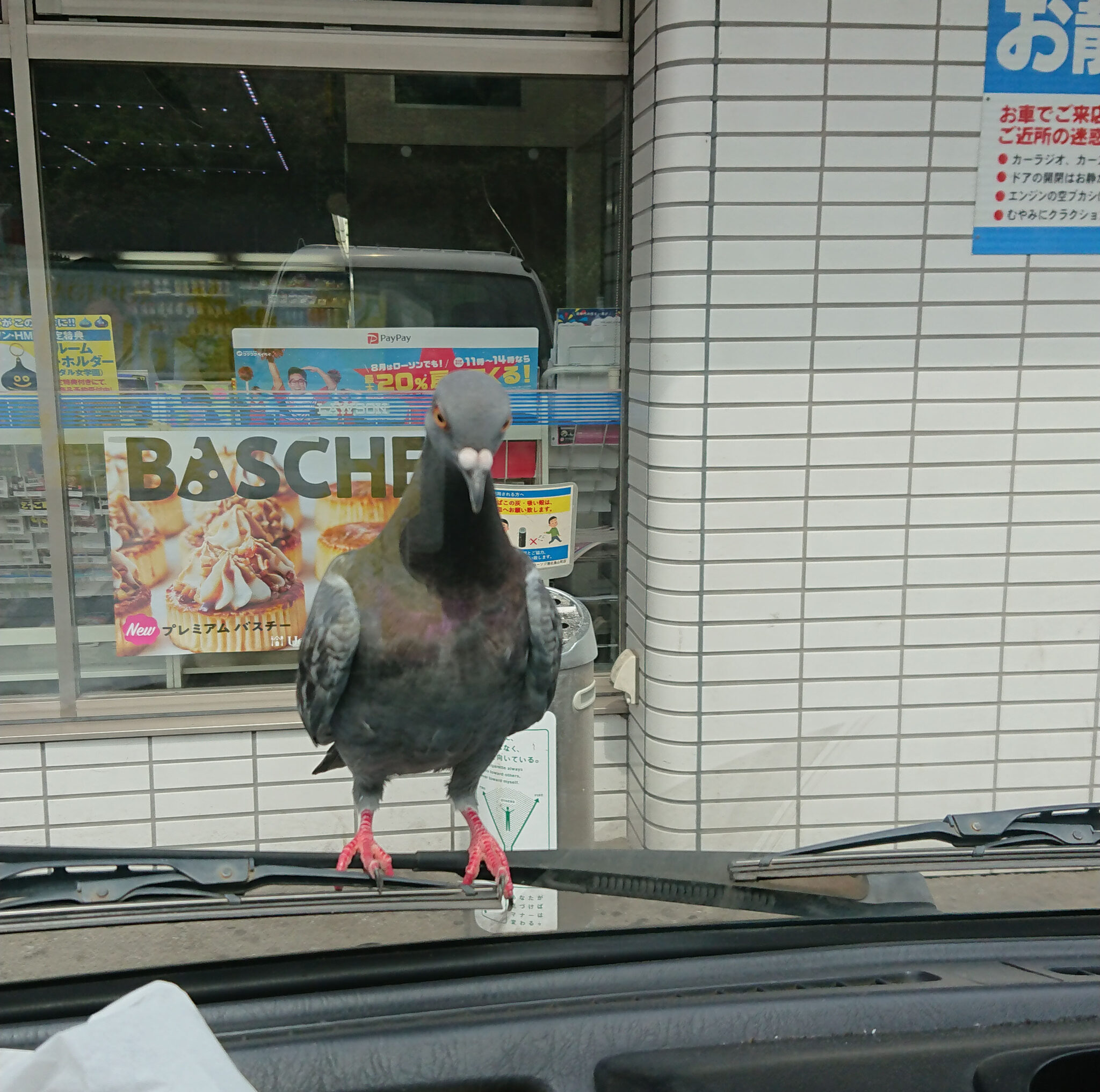 鳩の顔