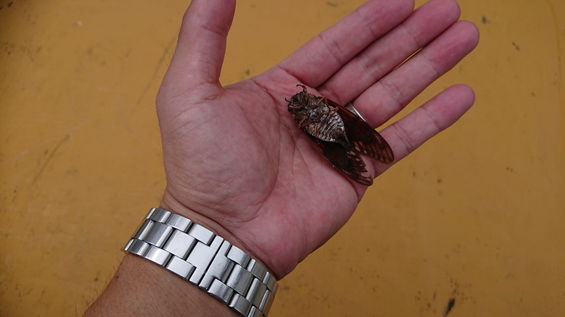 駆除したセミの死骸