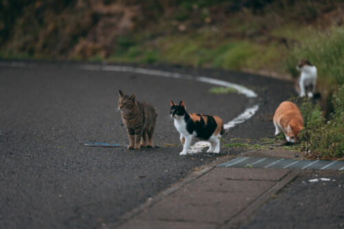 猫たち