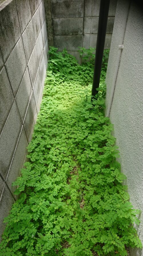 家周りの草むしり前