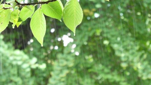 梅雨のイメージ