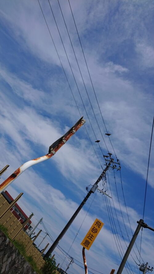 電線に停まる鳥