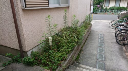 マンション周り草むしり前1