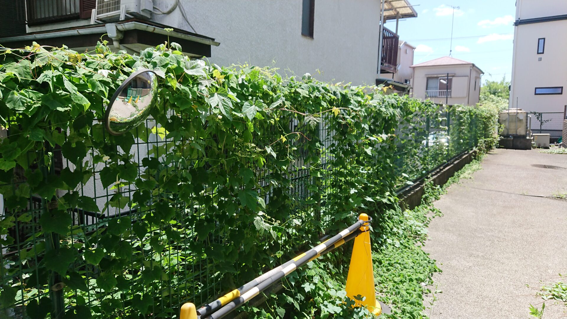 マンションフェンスツタ除去前1