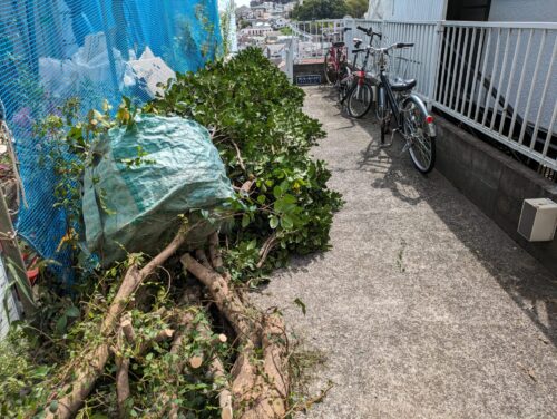 ツタ、伐採処分1