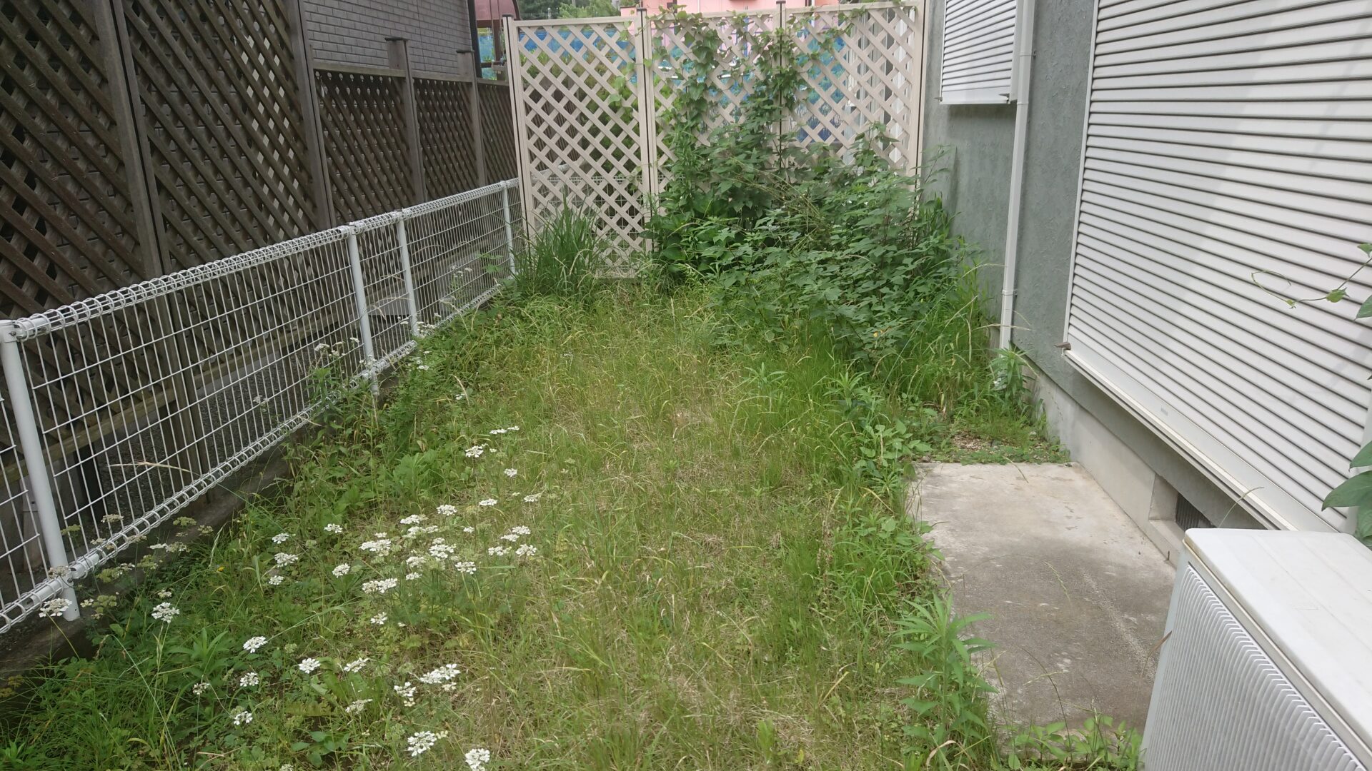 アパート草むしり、剪定前5