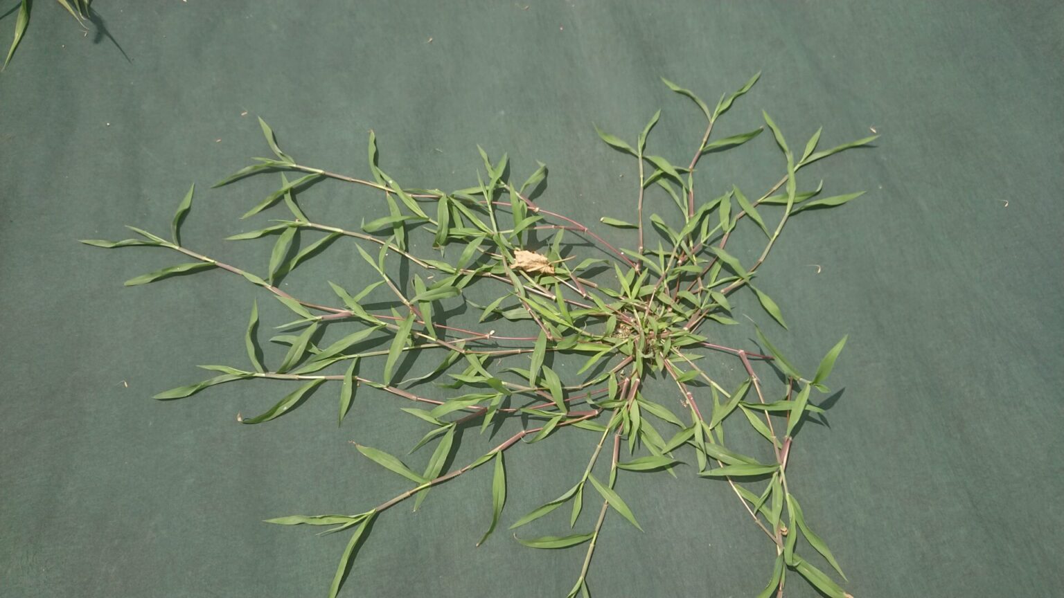 防草シートの隙間から草が生えてきたので草むしり、防草シートの補修も | 便利屋一番星ブログ