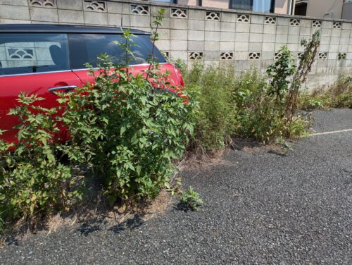 駐車場の草むしり車の周り、草むしり前