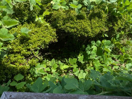 草でもしゃしゃ、前に進めない