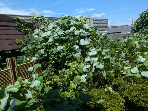 植木に絡まるツタ