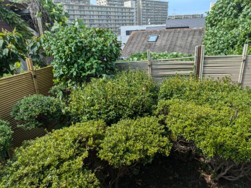 植木に絡まったツタ除去