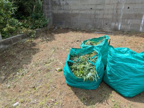 草刈り後の草をかき集めて草袋へ入れる
