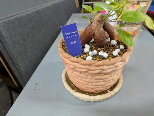ガジュマルの木に栄養をあげる