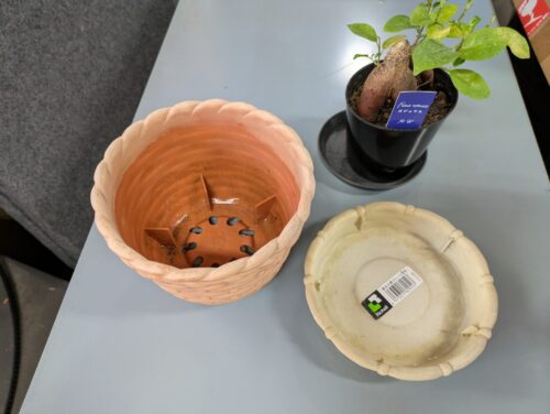 ガジュマルの木を新しい植木鉢に移動