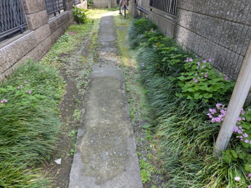 家までの通路草むしり前