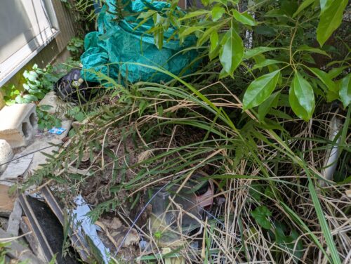 家裏手茂み草むしり途中