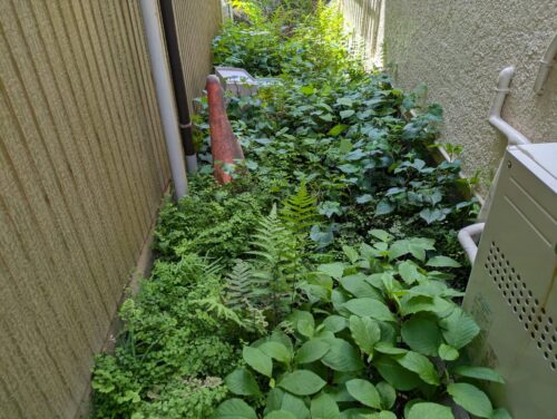 家側面草むしり前2