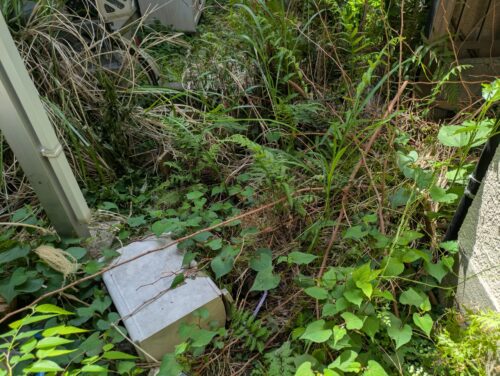 家裏手草むしり前