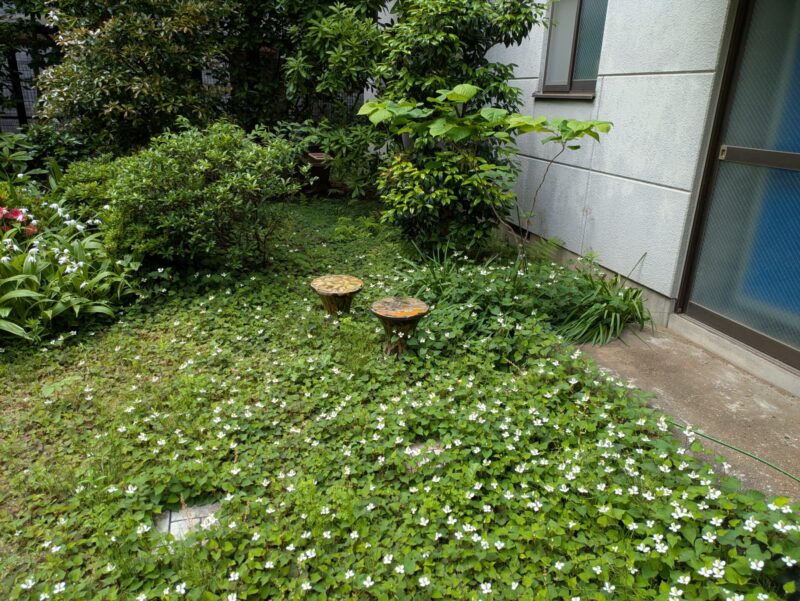 庭草むしり前2