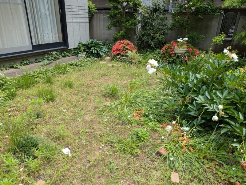 庭草むしり前4
