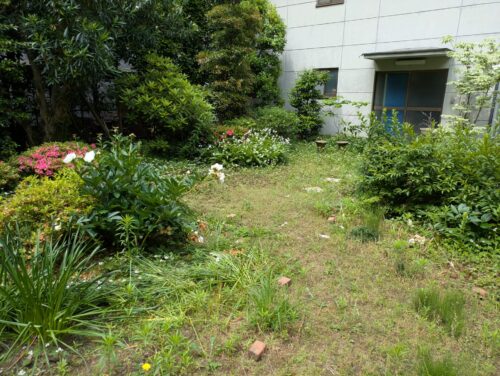 庭草むしり前5