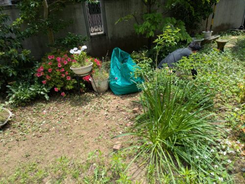 庭草むしり途中1