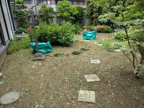 庭草むしり途中4