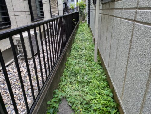 庭側面草むしり前
