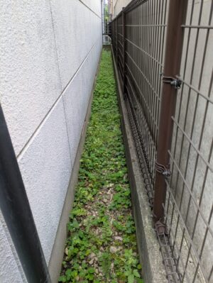 細い通路草むしり前