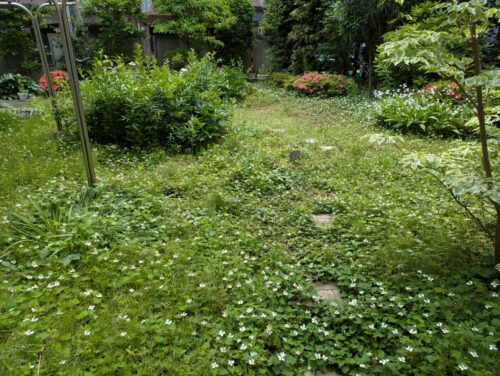 庭草むしり前1