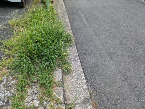 駐車場道路際草むしり前