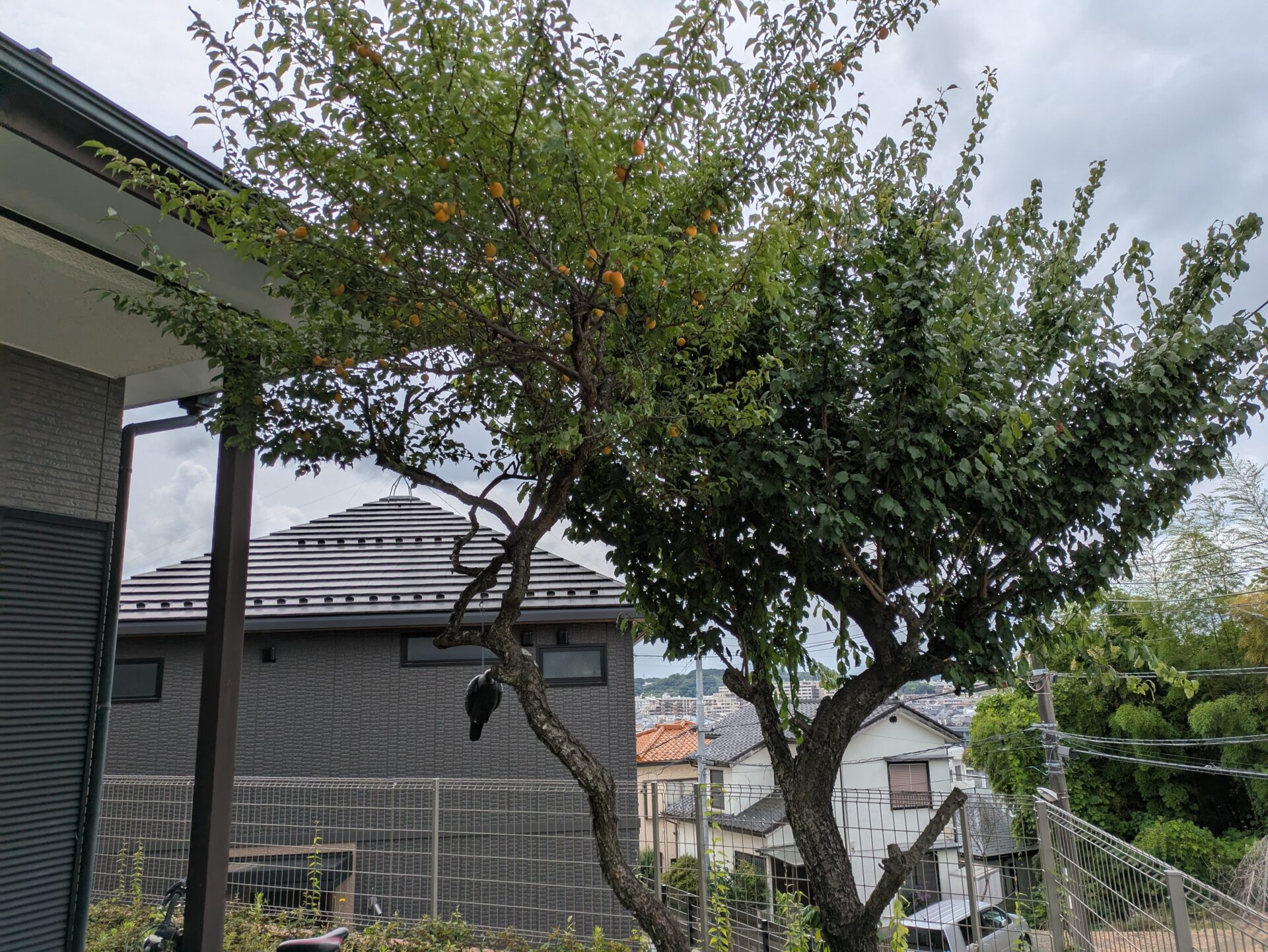 庭に生えている2本の梅の木