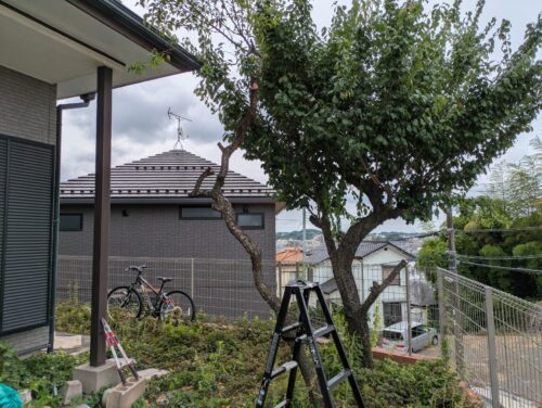 1本目の梅の木の伐採途中