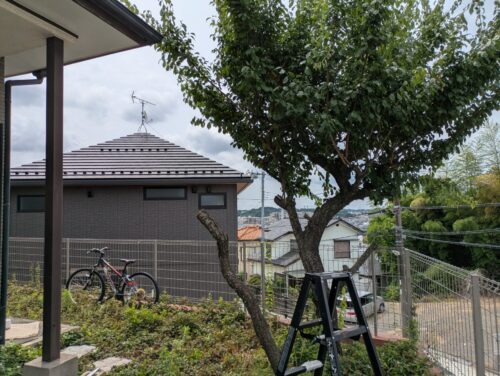 1本目の梅の木伐採終了