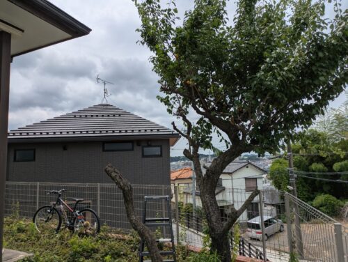 2本目の梅の木伐採開始