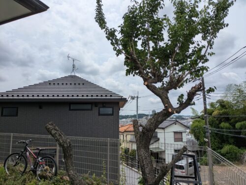 2本目の梅の木伐採途中