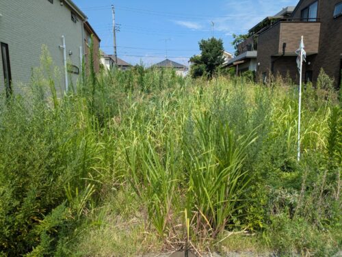草刈り前の更地