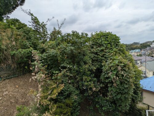 マンションフェンス際に生い茂った木