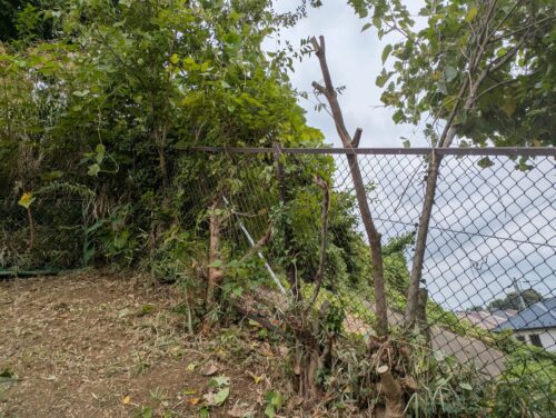 枝もほぼ刈り終えて、幹だけが残っている