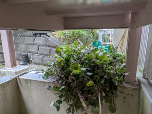 伐採した枝や幹は階段を使って運び出します