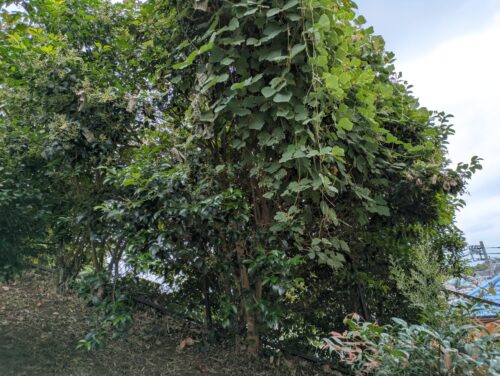 フェンス近くの状況