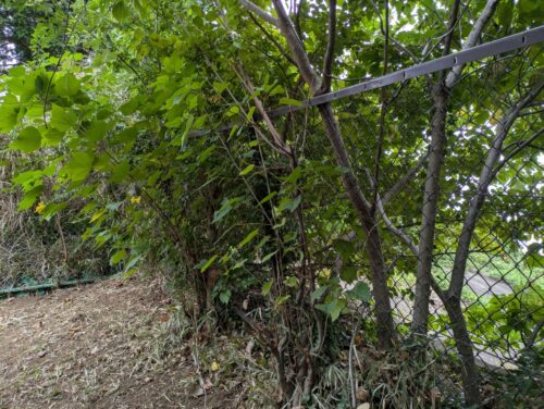 邪魔な枝などを剪定ばさみや刈バサミで払う