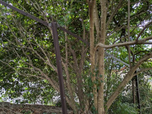 邪魔な枝などを剪定ばさみや刈バサミで払う2