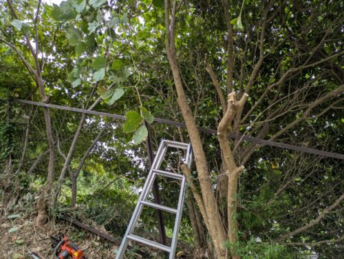 太い枝や幹はチェーンソーで伐採する