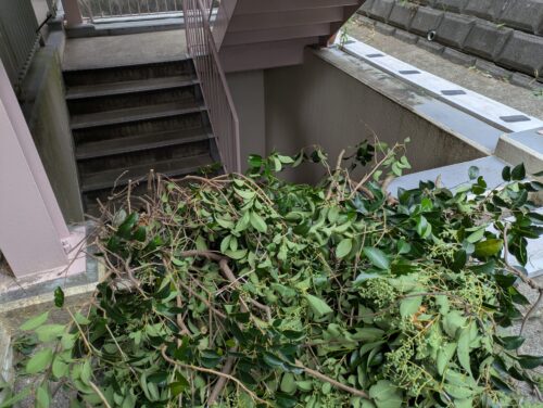 剪定した枝は集めてまとめる