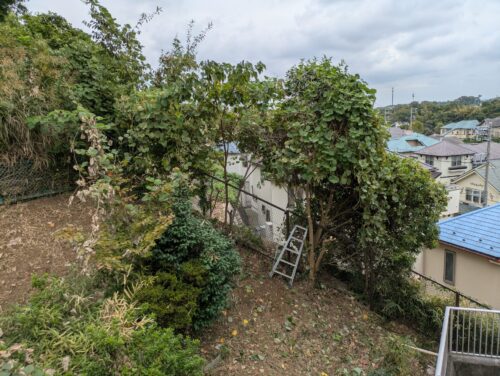 伐採を始めて、ようやく隙間が見えてきた