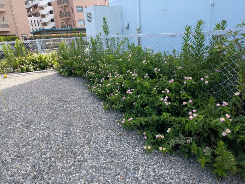 駐車場側面フェンス際草むしり前3