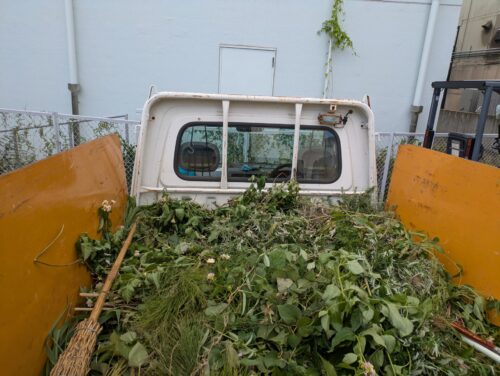 むしった草をトラックへ積み込み