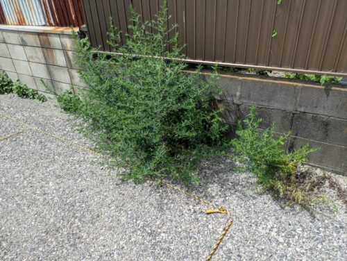 駐車場側面壁際草むしり前